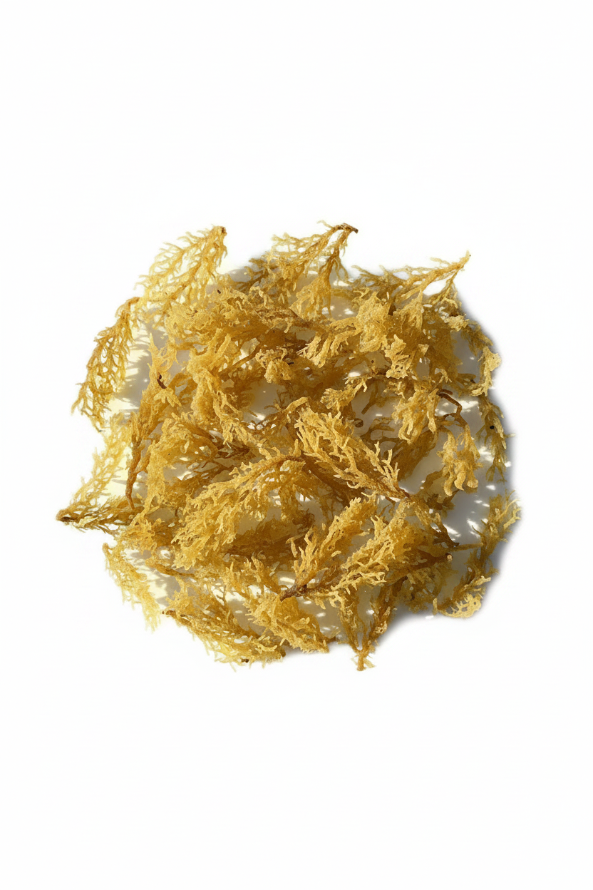 Organic Golden Sea Moss 4 OZ.