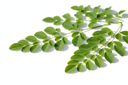 MORINGA LEAG FOR WEBSITE